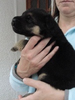 CHIOT M3 - JOEY