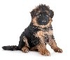 MALE N°3 - PADDY - SUPER CHIOT 