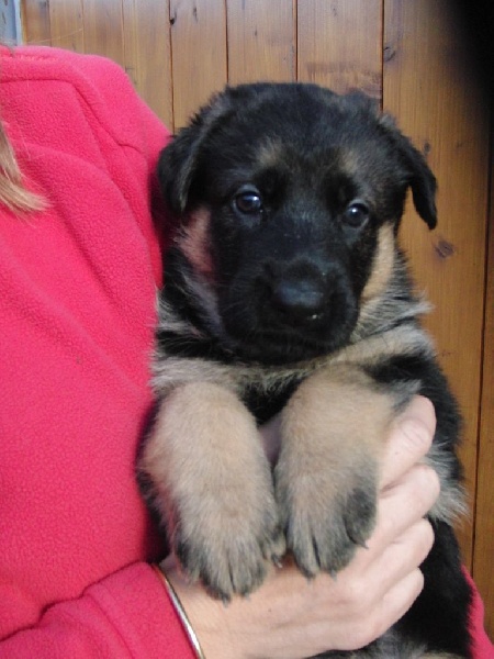 CHIOT F3 - JINPA